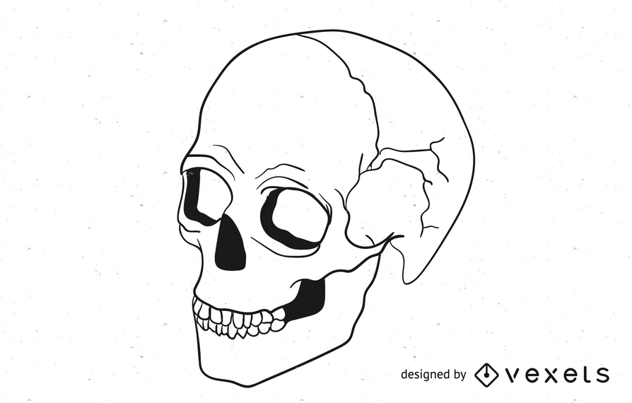 894x570 Skull Vector 2