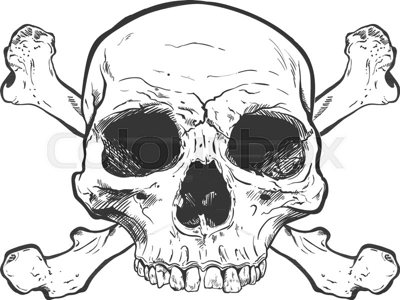800x600 Human Skull Vector Art. Detailed Hand Drawn Illustration Of Skull