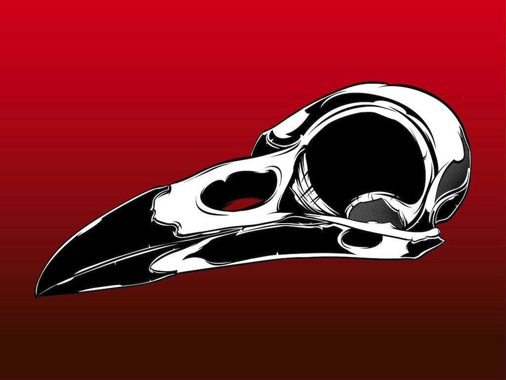 1024x768 Bird Skull Vector Vector Art Amp Graphics