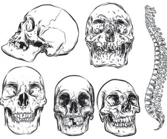 336x280 Skull Vector