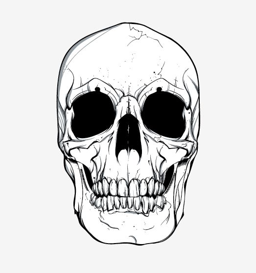 523x557 Skull Vector