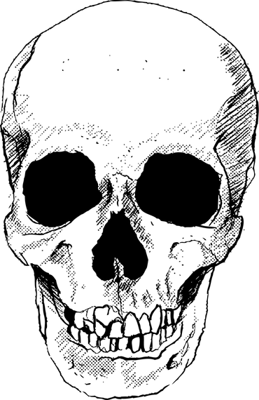 370x570 Skull Vector Art