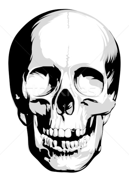 431x600 Vector Skull Vector Illustration Misha ( 139684) Stockfresh