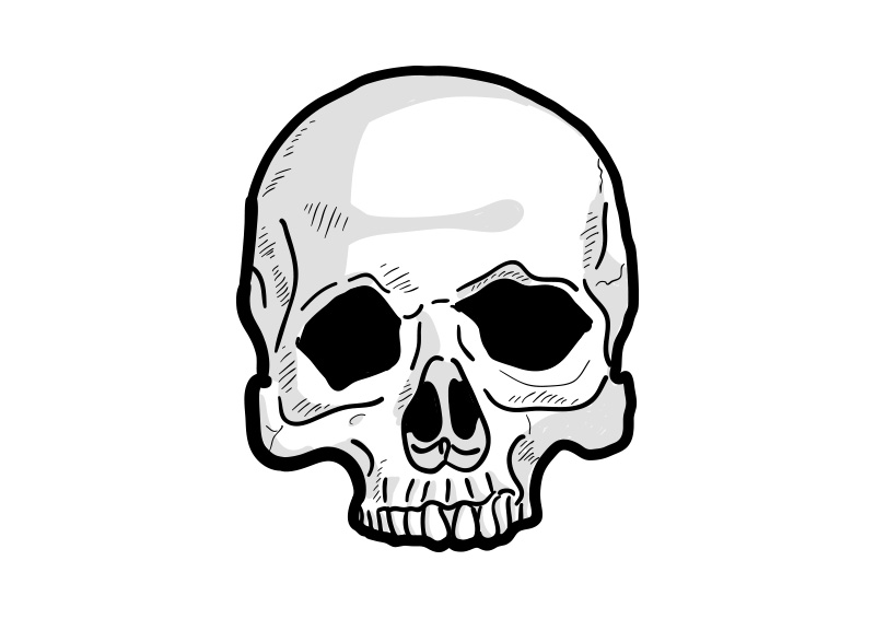 800x566 Human Skull Vector Drawing