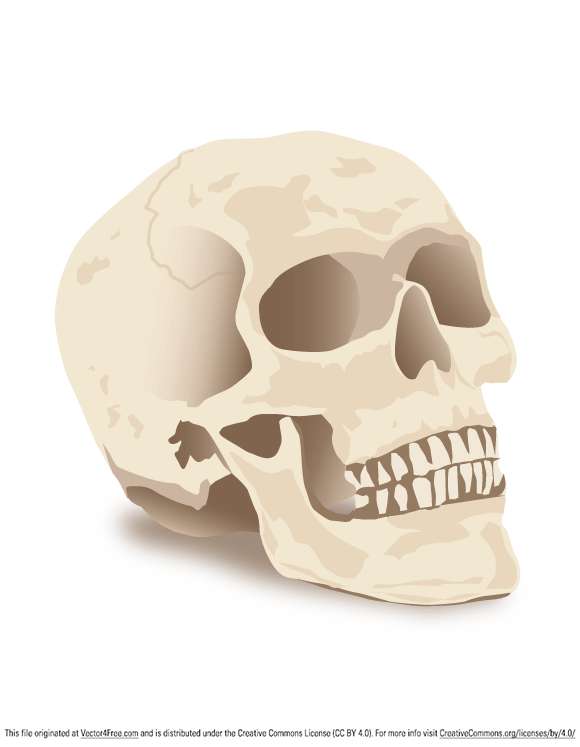 580x747 Free Skull Vector Graphics