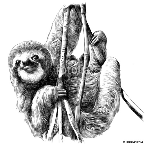 Sloth Vector at GetDrawings | Free download