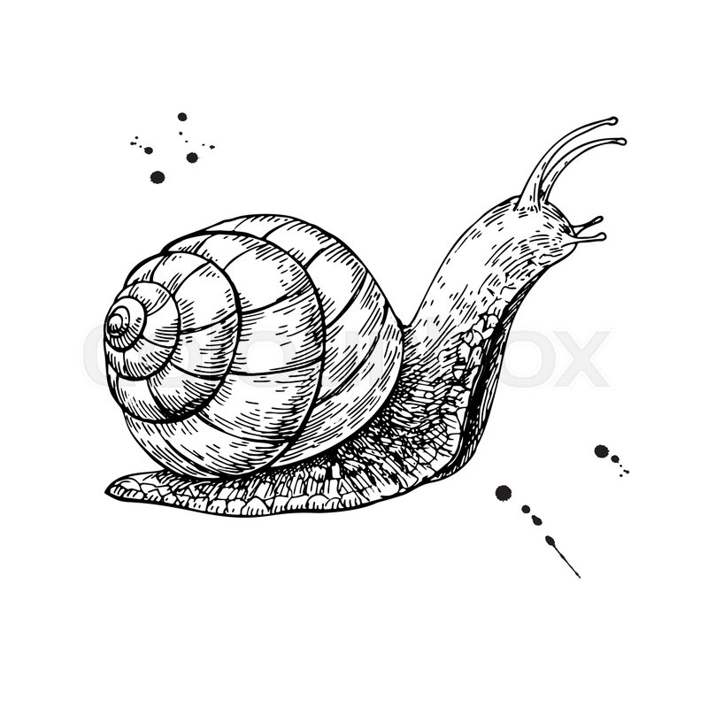 800x800 Snail Vector Drawing. Hand Drawn Isolated Sketch. Engraved Animal