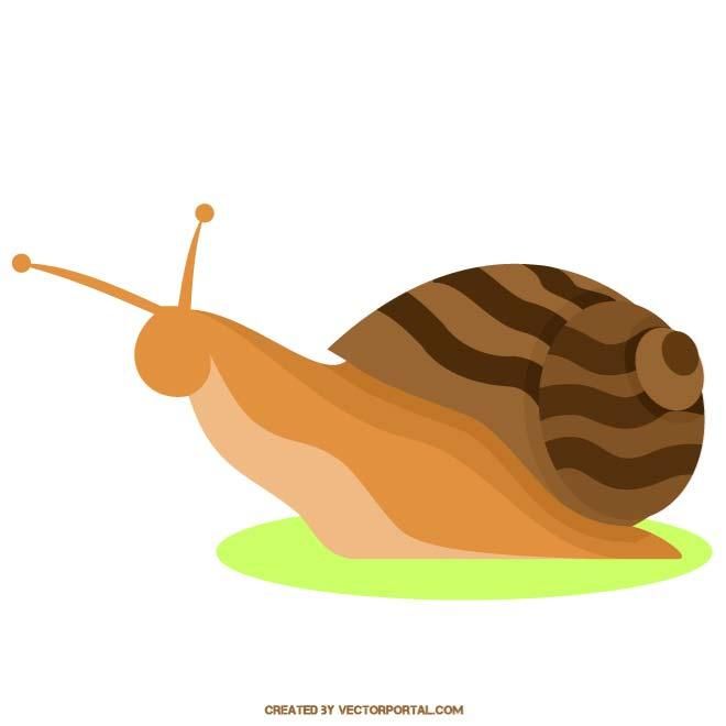 660x660 Snail Vector Image. Snails, Snails And More Snails With A Few