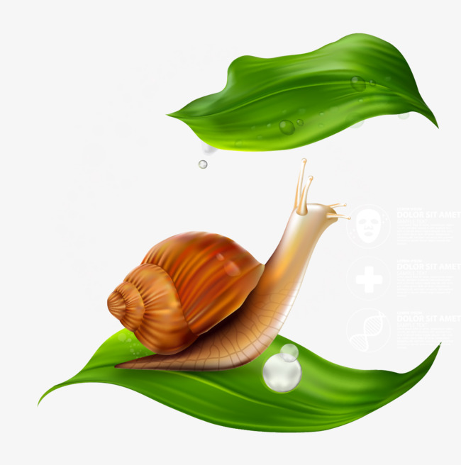 650x656 Vector Green Leaf Snail, Green Vector, Leaf Vector, Snails Png And