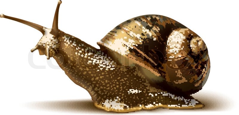 800x384 Vector Illustration Of A Snail Stock Vector Colourbox