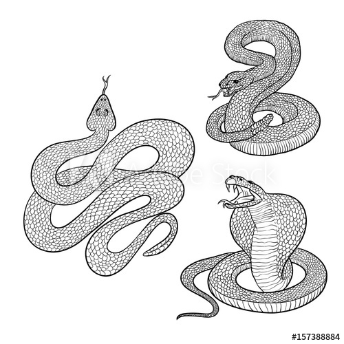 Snake Tongue Vector at GetDrawings | Free download