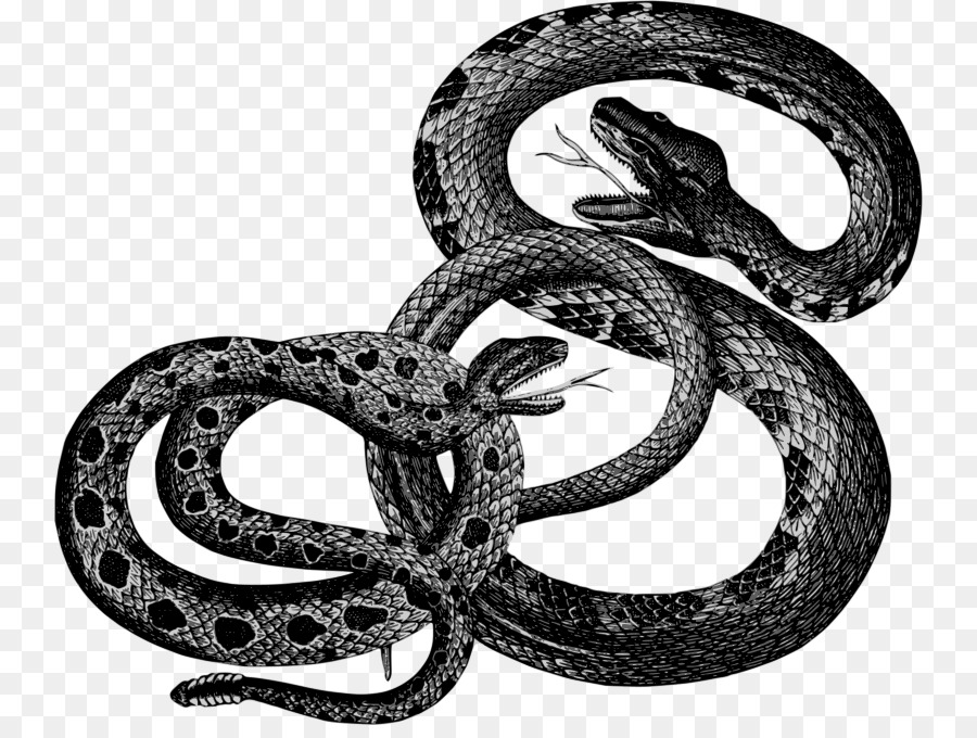 900x680 Snake Reptile Clip Art