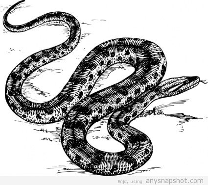 425x377 Long Snake Vector Free