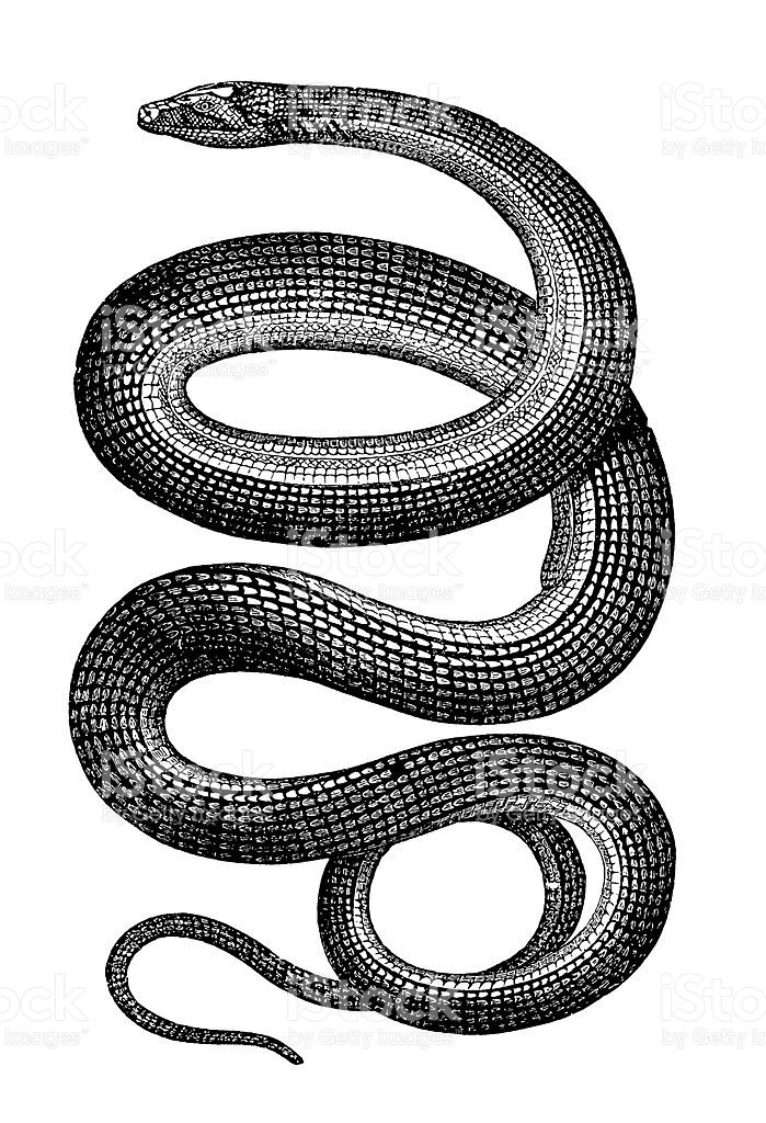 699x1024 Old Engraving Of A Snake, Isolated On White. Scanned