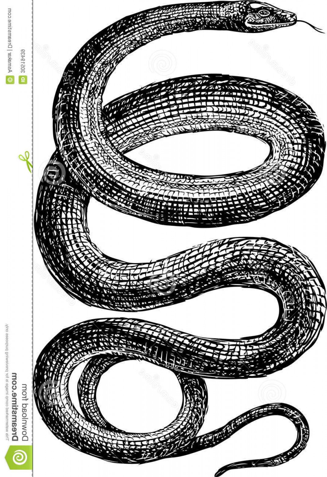 1070x1560 Royalty Free Stock Images Snake Vector Drawing Big Image Sohadacouri