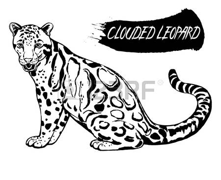 450x368 Drawn Snow Leopard Vector 16