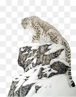 260x331 Snow Leopard Png Images Vectors And Psd Files Free Download On