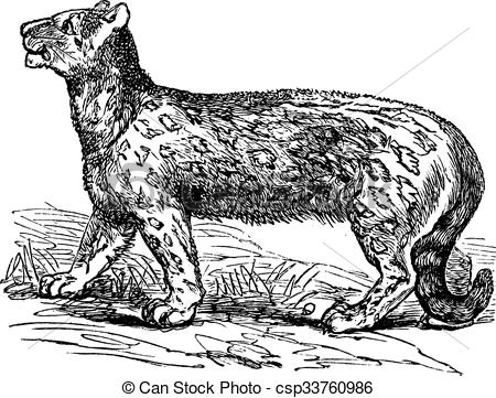 450x361 Snow Leopard, Uncia Uncia, Leopardus Uncia Or Panthera... Vector