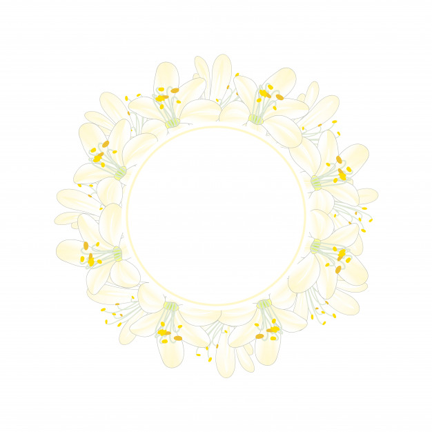 626x626 Snow White Agapanthus Banner Wreath Vector Premium Download