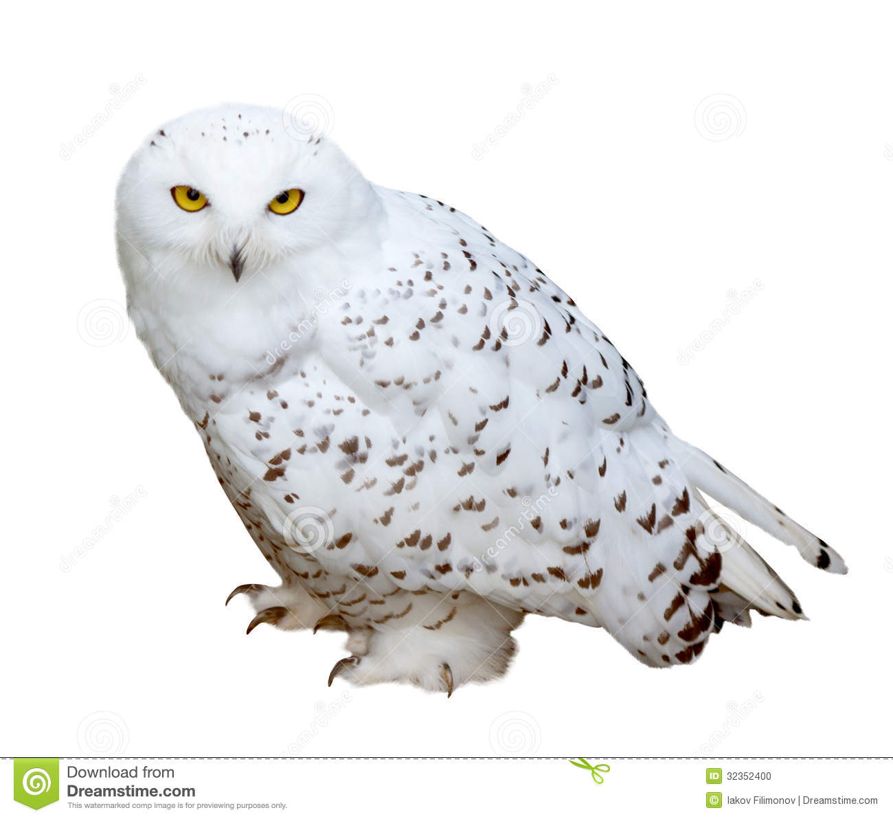 1300x1192 Real Owl Vector Black And White