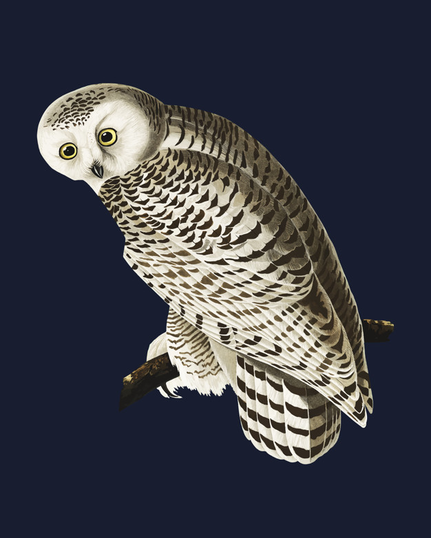 626x782 Snowy Owl Illustration Vector Free Download