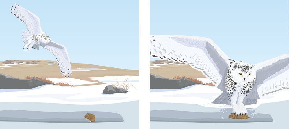 1000x446 Snowy Owl Vector Illustration