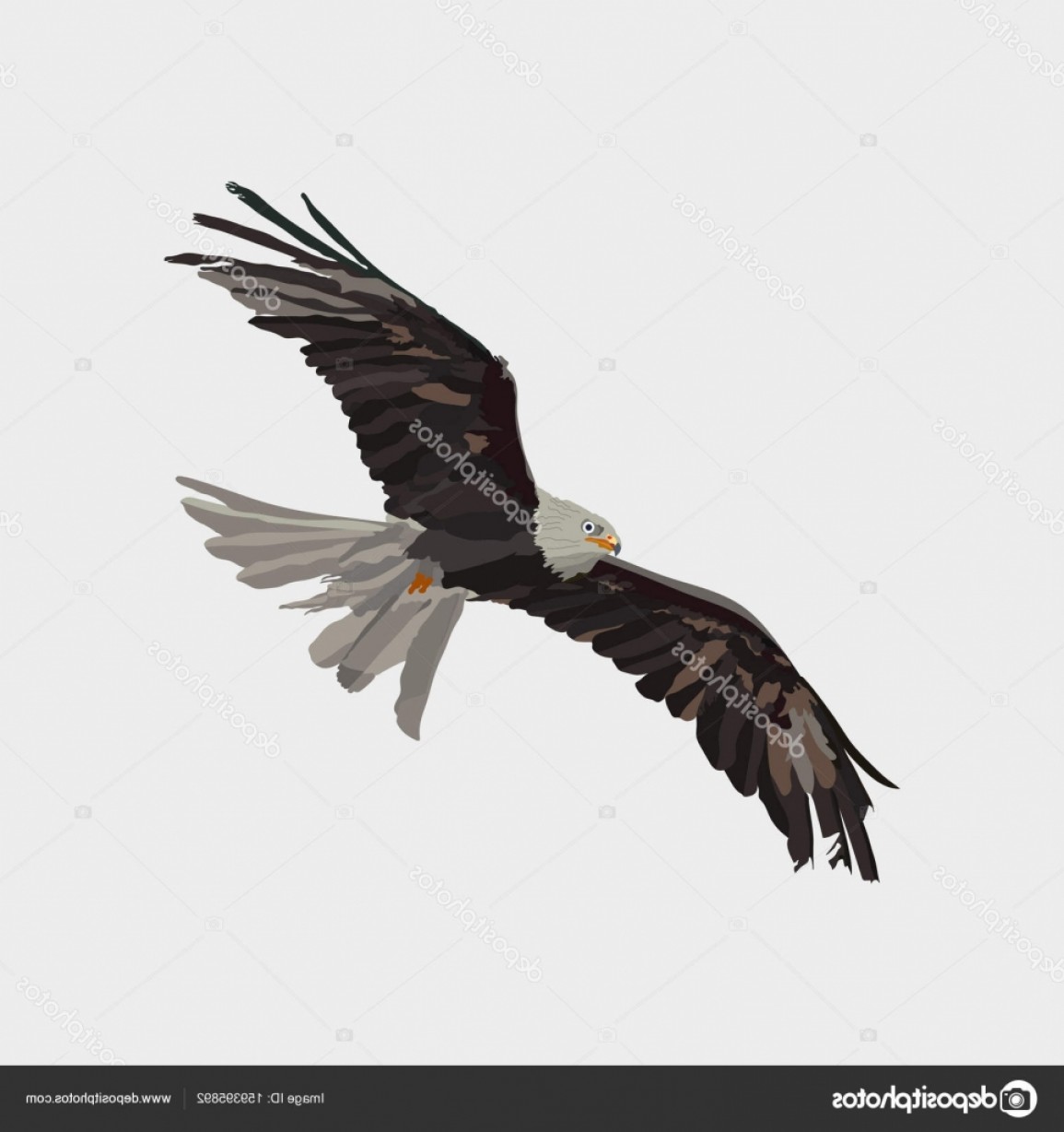 1155x1228 Kite Vector Eagles Sohadacouri