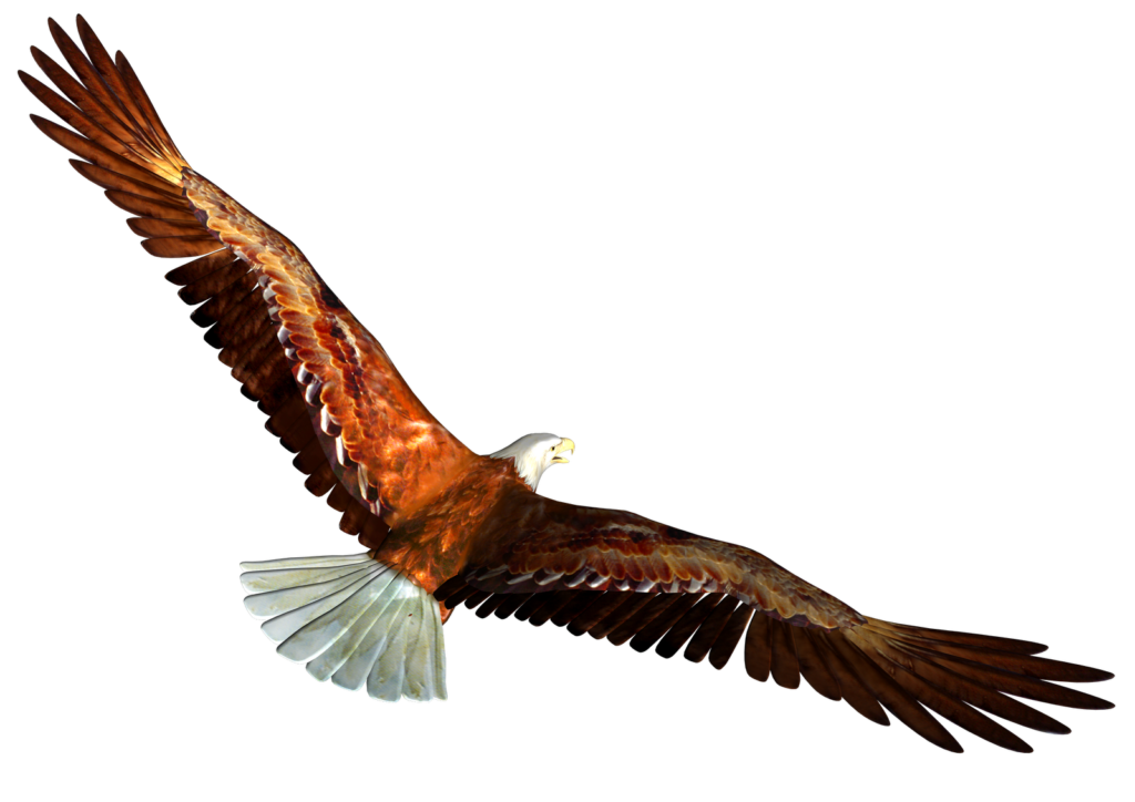 1024x724 Soaring Eagle Png Clipart