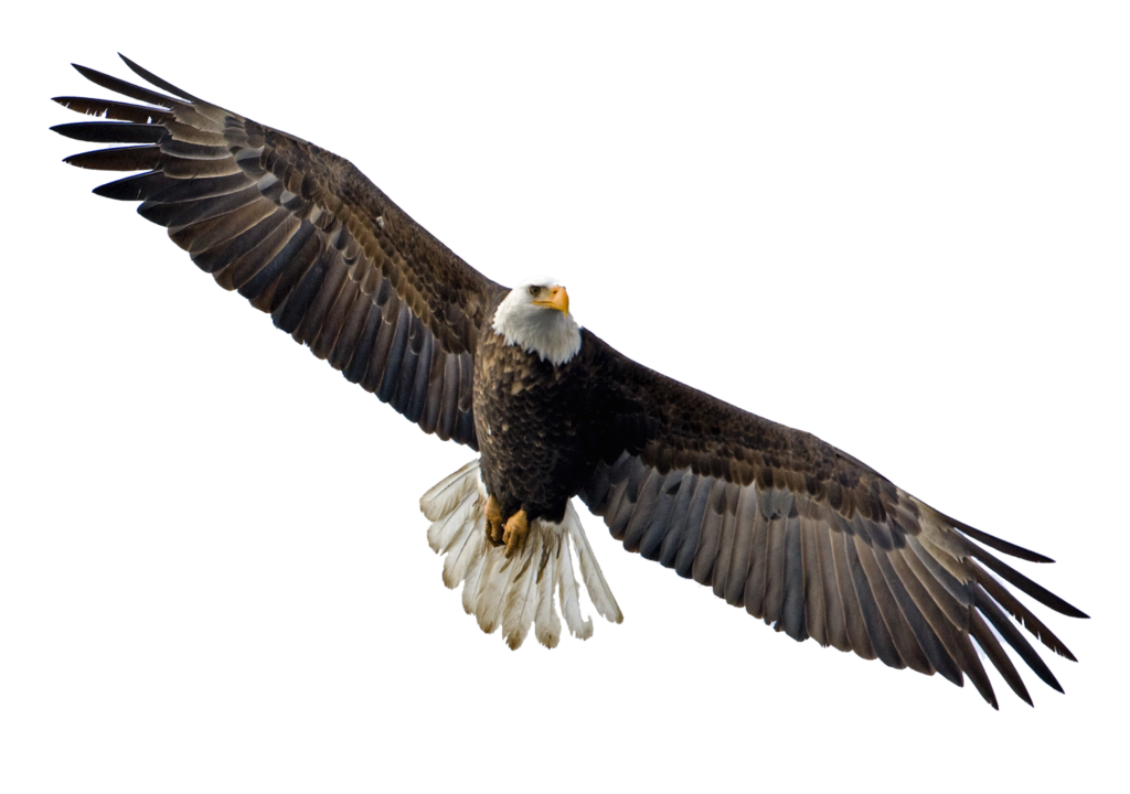 1024x720 Soaring Eagle Transparent Png