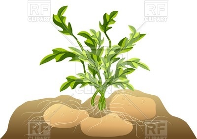 400x283 Potato In Soil Vector Image Vector Artwork Of Plants And Animals