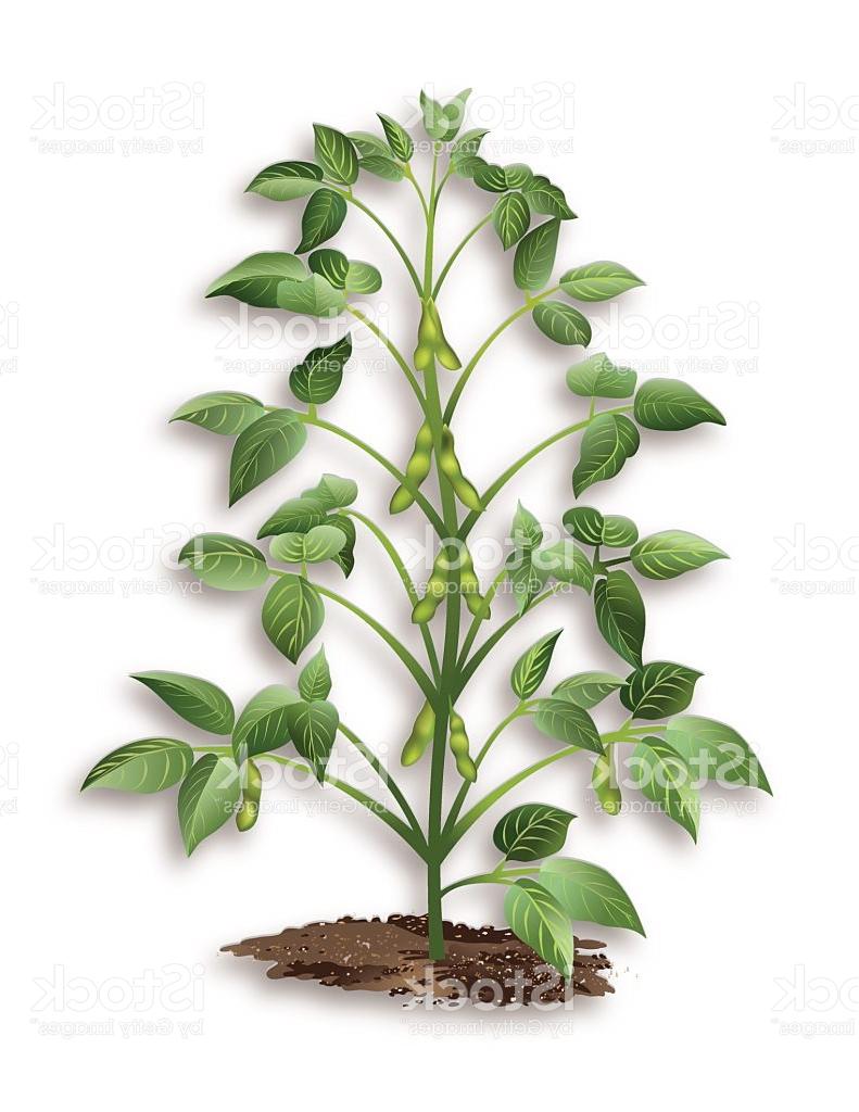 791x1024 Top 10 Soybean Plant Growing In Soil Vector File Free