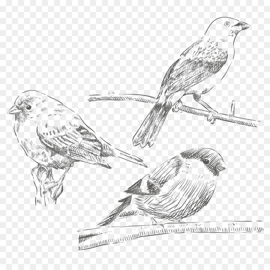 900x900 House Sparrow Bird Drawing