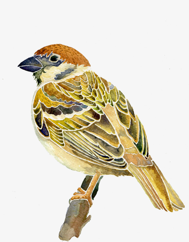650x834 Sparrow, Vector, Watercolor Png And Vector For Free Download