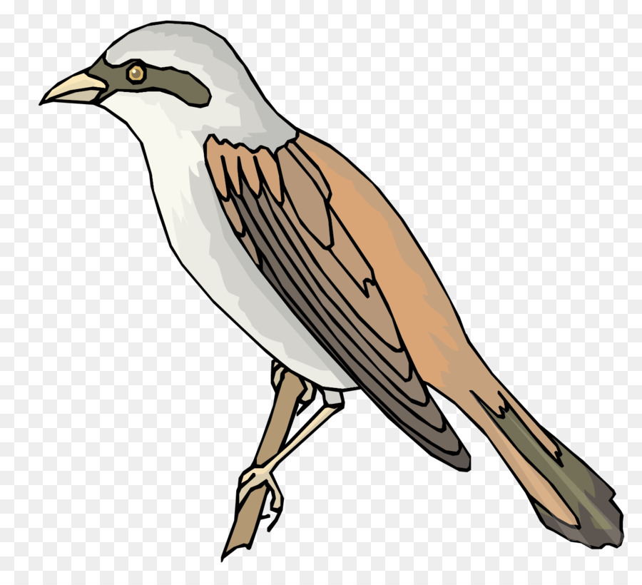 900x820 Sparrow Bird