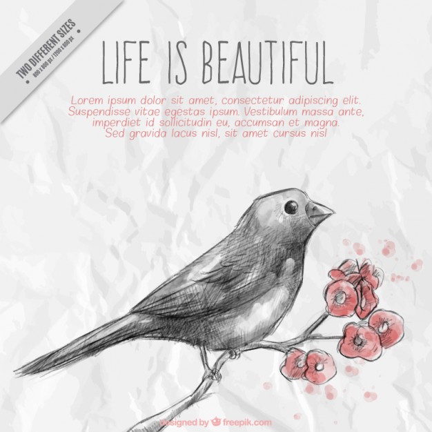 626x626 Sparrow Vectors, Photos And Psd Files Free Download