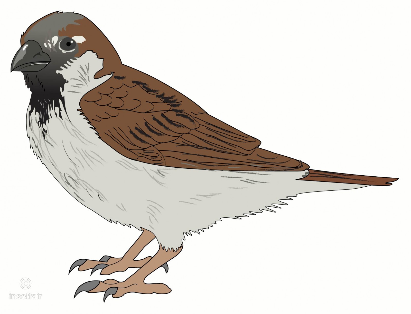 1600x1225 Sparrow Vector Art In Png For Free Download