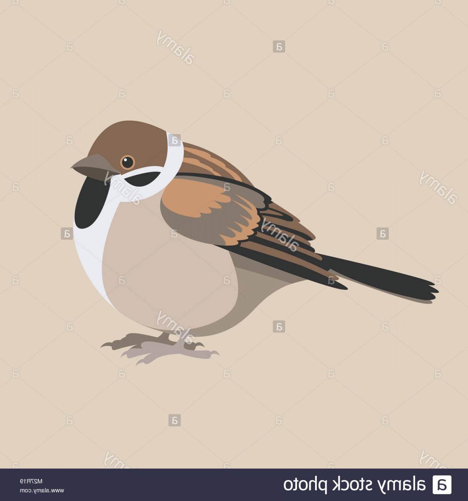 1560x1668 Stock Photo Sparrow Fat Vector Illustration Flat Style Profile