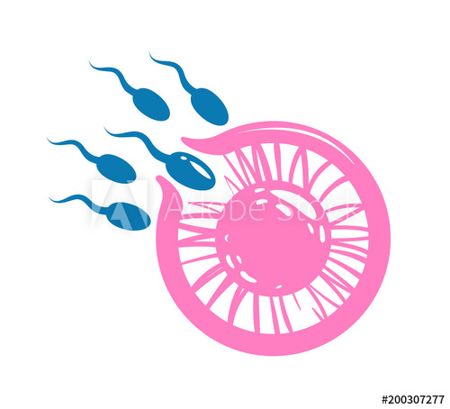 500x454 Oocyte Fertilization, Pregnancy, Conception Concept. Egg Cell And