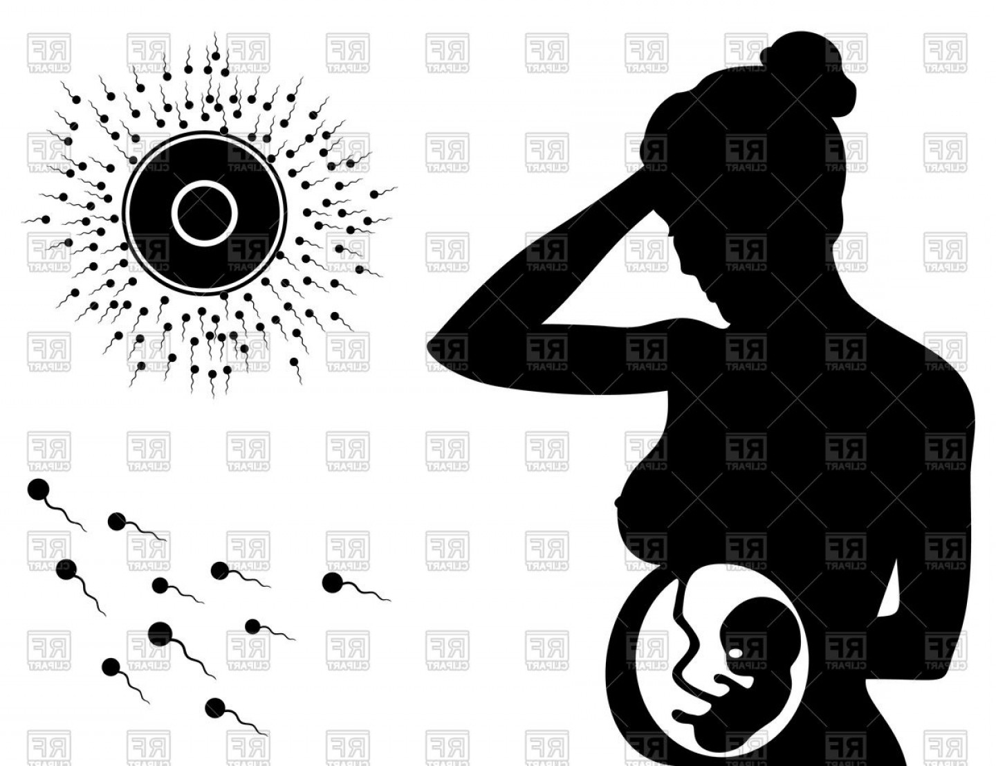 1440x1107 Silhouette Of Pregnant Woman And Sperm Vector Clipart Sohadacouri
