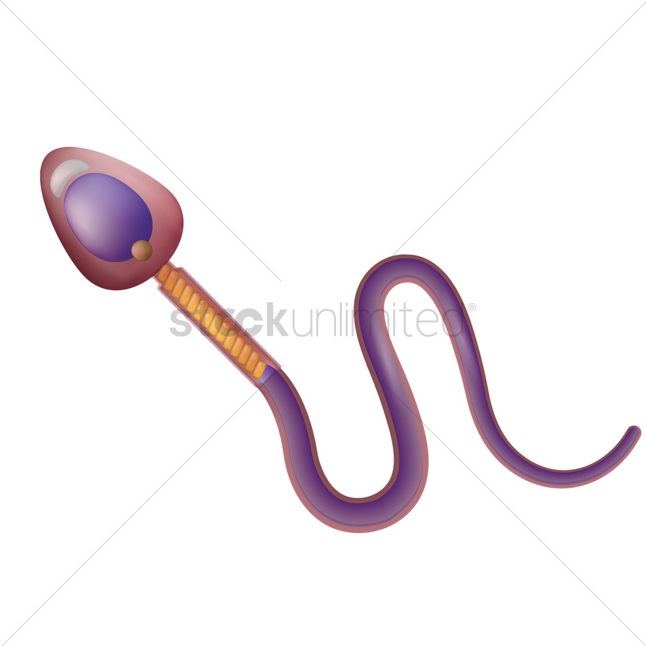 1300x1300 Sperm Vector Image
