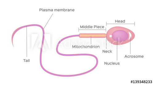 500x277 Sperm Vector