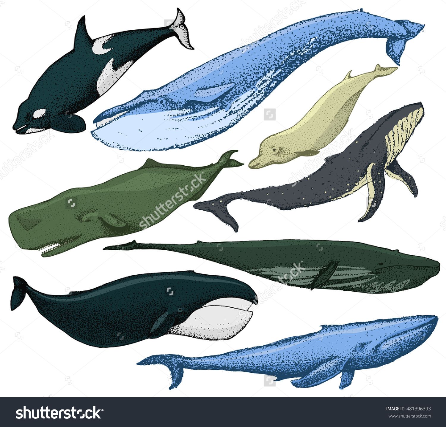 1500x1438 Set Of 8 Whales From The World Include Finback, Humpback, Blue