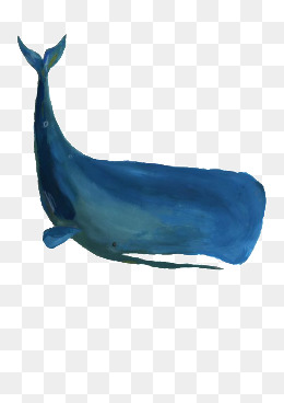 260x368 Sperm Whale Physeter Macrocephalus