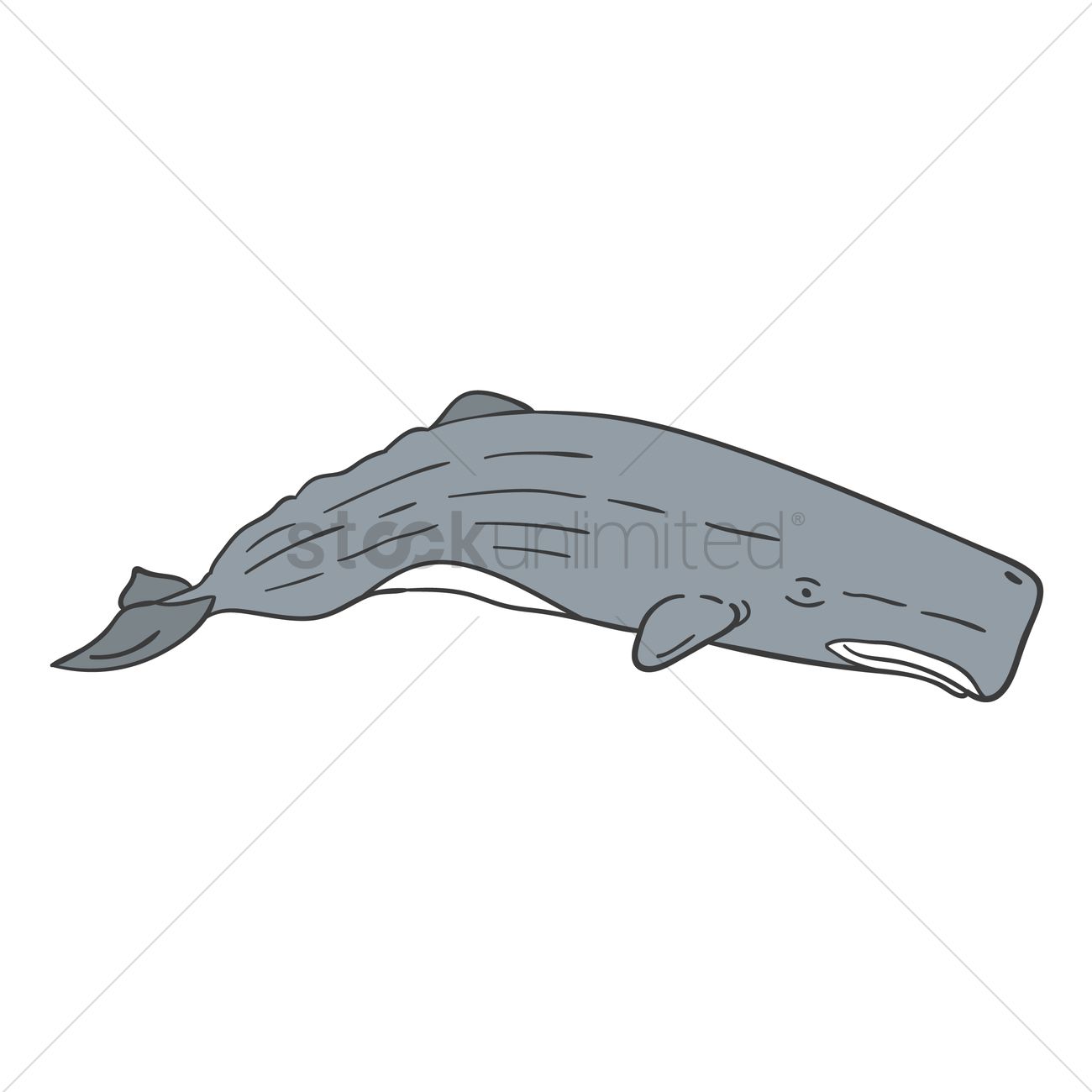 1300x1300 Sperm Whale Vector Image