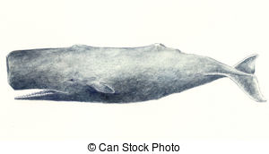 300x172 Sperm Whale Clipart