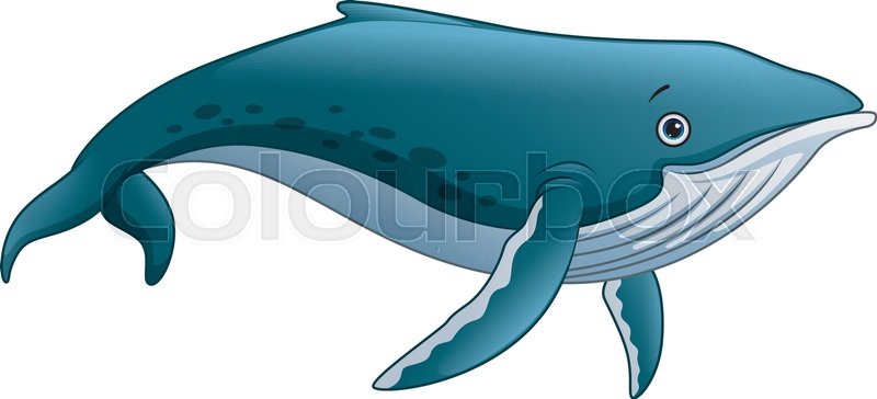 800x364 Vector Illustration Of Sperm Whale Cartoon Stock Vector Colourbox