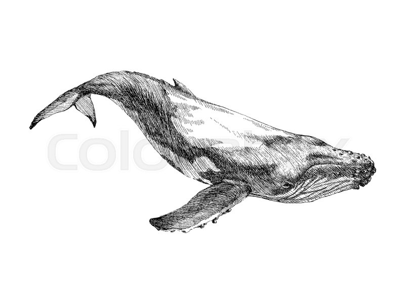 800x600 Graphical Hand Painted Whale Isolated On White Background. Vector
