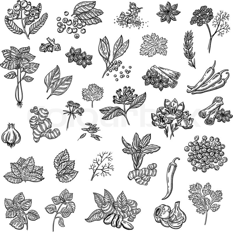 800x799 Large Collection Of Different Spices And Herbs. Natural Spices