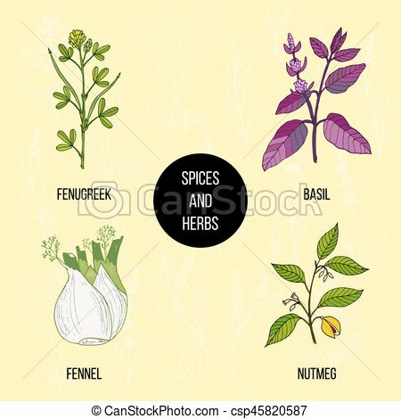 450x470 Hand Drawn Set Of Culinary Herbs And Spices. Vector... Vector