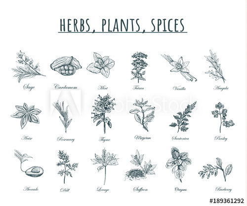 500x418 Herbs, Plants And Spices Vector Illustration.